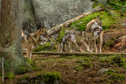 Alaska wolf pack  Canis lupus  