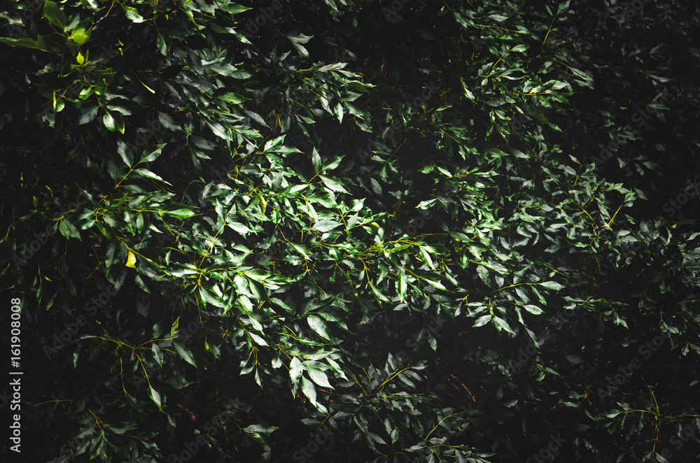 Fototapeta premium Dense foliage of bushes or trees in the park. Green bush background