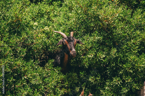 Goat in the background of trees © karyakinvitaliy