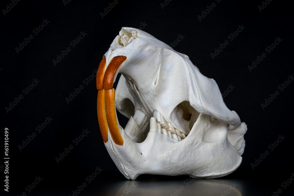 Naklejka premium Schädel - Europäischer Biber bzw. Eurasischer Biber (Castor fiber)