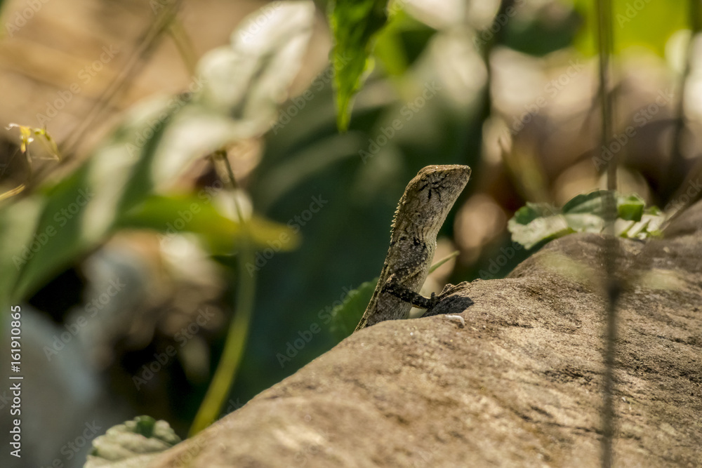 Fototapeta premium ambodia lizard