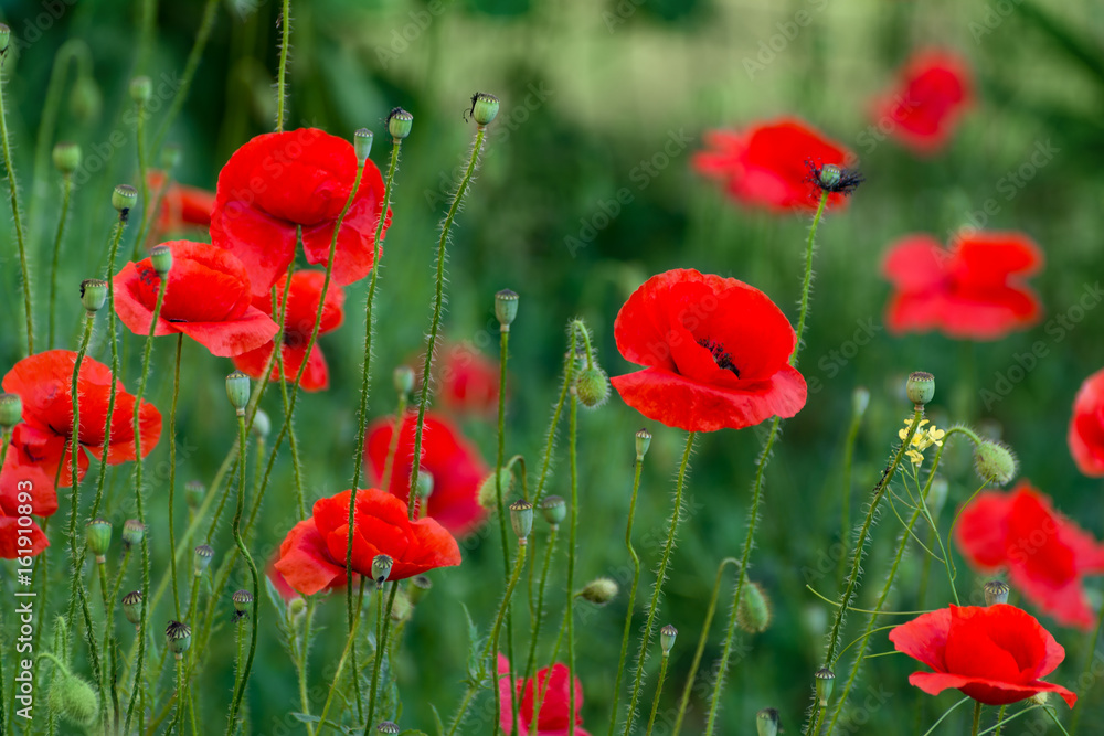 Fototapeta premium Flowers of red poppies in the summer garden.