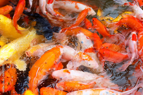 Goldfish Eating Food Inside Pond