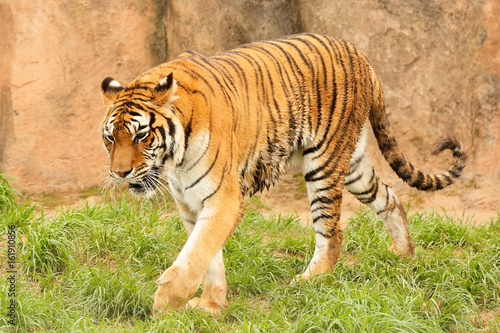 A Indian Tiger Walking 