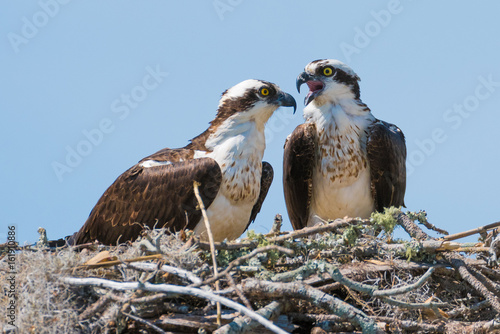 Osprey photo