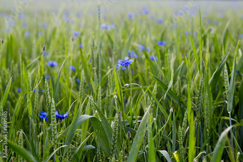 Cornflower flowers in the field 
