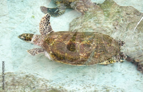 Swimming Turtle in Carribean Sea