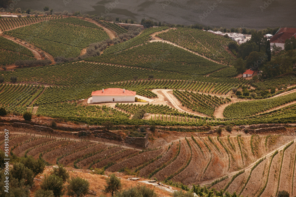 Landscape of Douro Valley, Portugal. Vineyards, port production