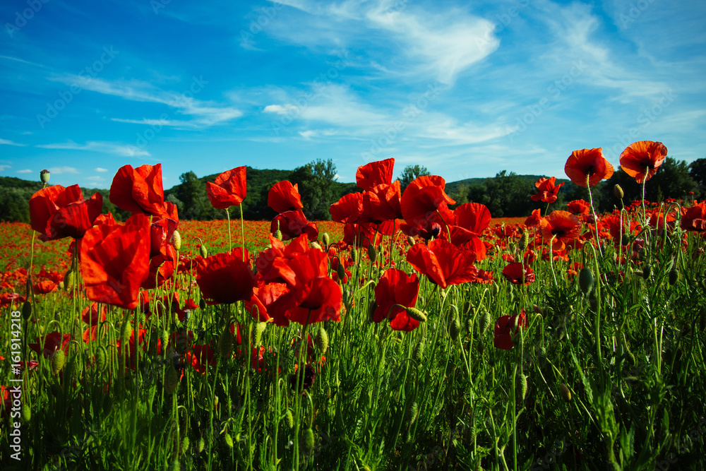 Obraz premium field of red poppy seed flower on blue sky