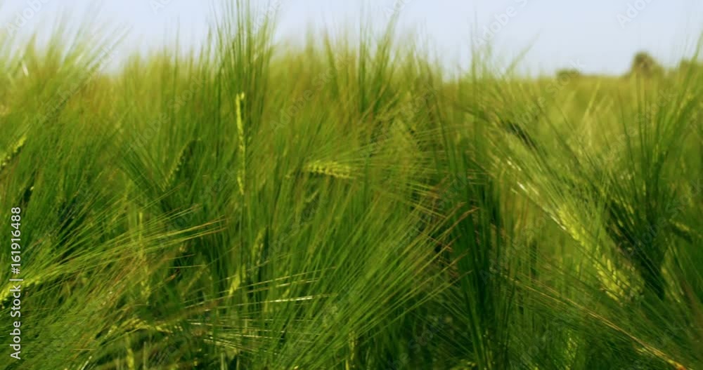 Young green wheat on a field Young green wheat on a field