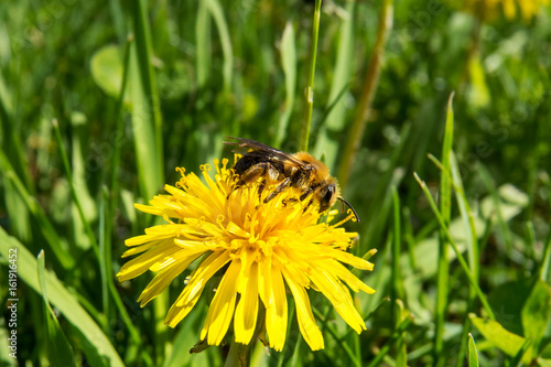 Bee on a Dandelion in the middle of a natural park. Quebec, Canada.