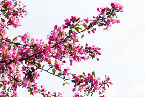 Tree branches during spring creating a beautiful pink flowers Paradise. Quebec  Canada.
