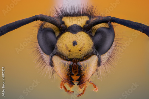 Wasp (vespula germanica)