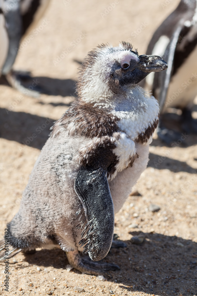Penguin ugly hotsell