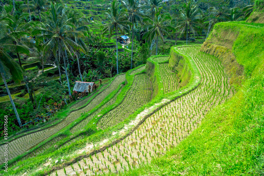 Beautiful landscape with green rice terraces near Tegallalang village, Ubud, Bali, Indonesia