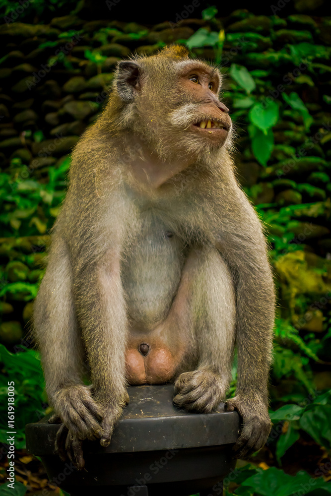 Long-tailed macaques Macaca fascicularis in The Ubud Monkey Forest Temple on Bali Indonesia
