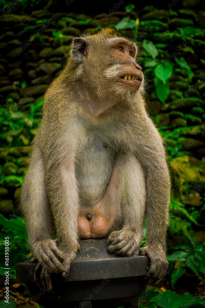 Long-tailed macaques Macaca fascicularis in The Ubud Monkey Forest Temple on Bali Indonesia Long-tailed macaques Macaca fascicularis in The Ubud Monkey Forest Temple on Bali Indonesia