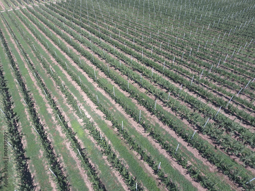 Rows of trees in the garden. Aerophotographing, top view. Rows of trees in the garden. Aerophotographing, top view.