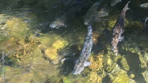 Rainbow trout growing up at the Fish Hatchery at the Bonneville Dam in Oregon  photo