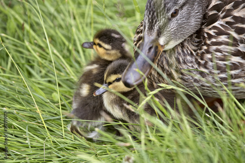Mother Duck and Babies