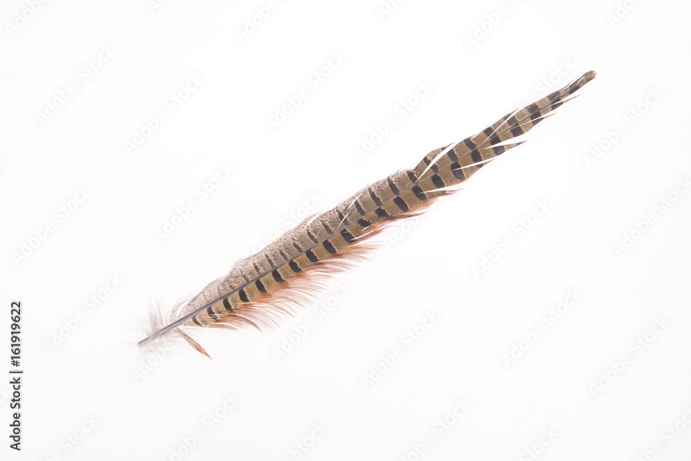 Pheasant feather, on a white background Pheasant feather, on a white background