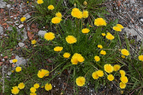 Fototapeta Naklejka Na Ścianę i Meble -  Yellow dandelions with stones and grass