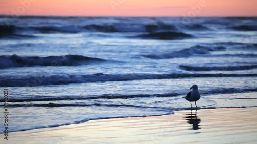 Seagull on Oregon Beach at Sunset