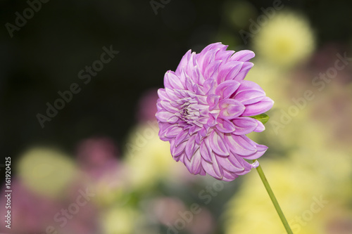 Single Bracken Sequel Dahlia Flowers Facing Left