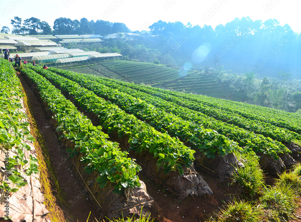 strawberry garden at Doi Ang Khang , Chiang Mai, Thailand.