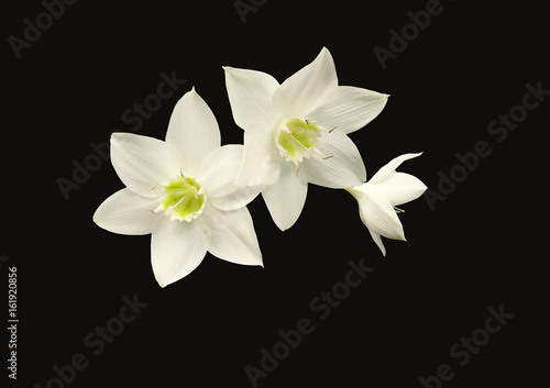 Fototapeta Naklejka Na Ścianę i Meble -  Three Amazon Lily blooms, isolated on black.