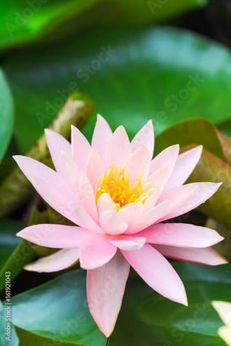 Lotus flower and green leaves vertical