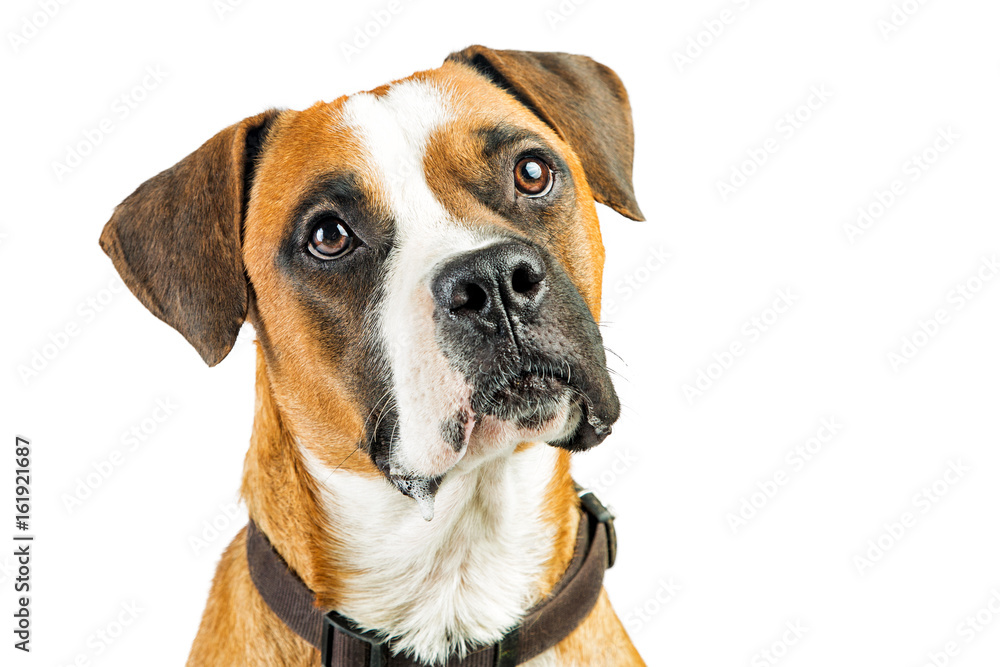 Closeup Attentive Boxer Dog on White Closeup Attentive Boxer Dog on White