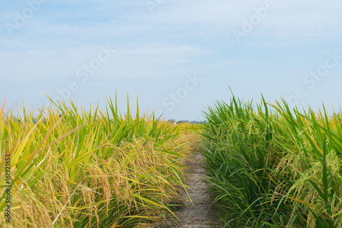 Gold rice field with blue sky