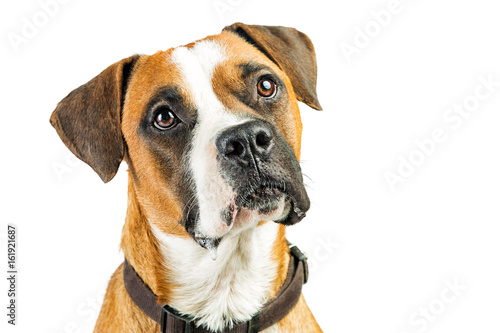 Closeup Attentive Boxer Dog on White