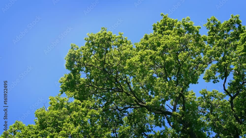Large Tree Swaying On Sunny Day Large Tree Swaying On Sunny Day
