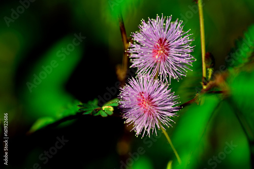 Flower heads of Mimosa pudica  Sleepy Plant