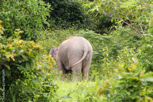 Wild elephant Kuiburi National Park, Thailand photo