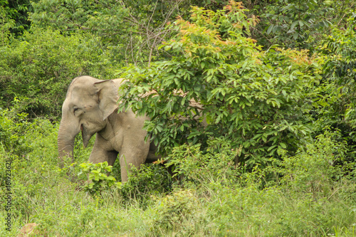 Wild elephant Kuiburi National Park, Thailand