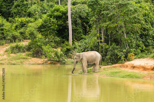 Wild elephant Kuiburi National Park, Thailand photo