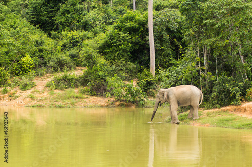 Wild elephant Kuiburi National Park, Thailand photo