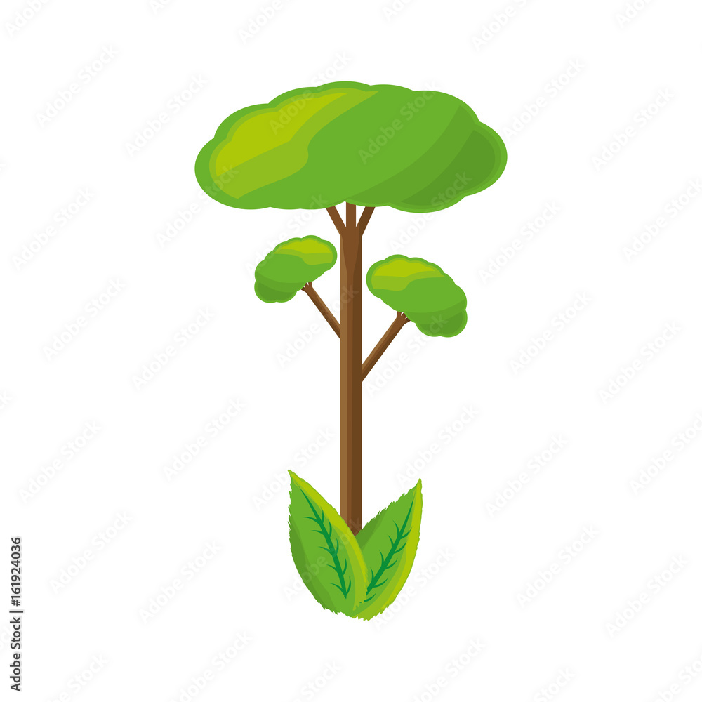 Fototapeta isolated big tree icon vector illustration graphic design