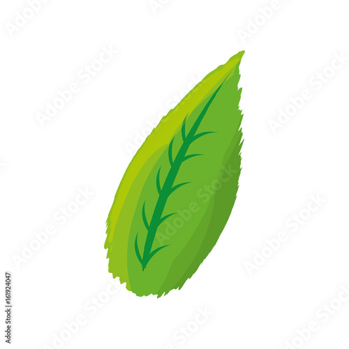 isolated sheet tree icon vector illustration graphic design