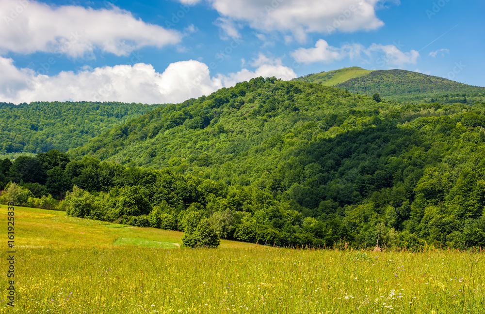 field with wild herbs in summer mountain landscape