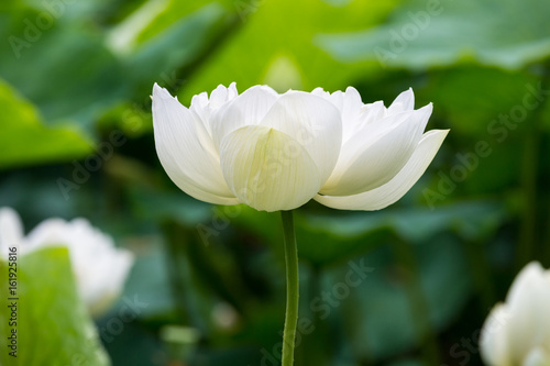 white lotus flower bloom