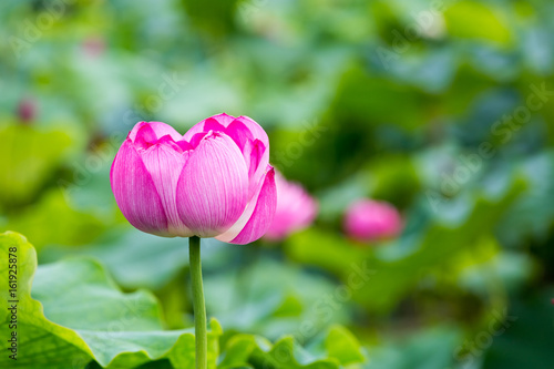 pink lotus flower in full bloom