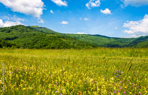 field with wild herbs in summer mountain landscape