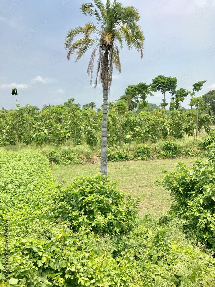 A dates tree in a corn field 