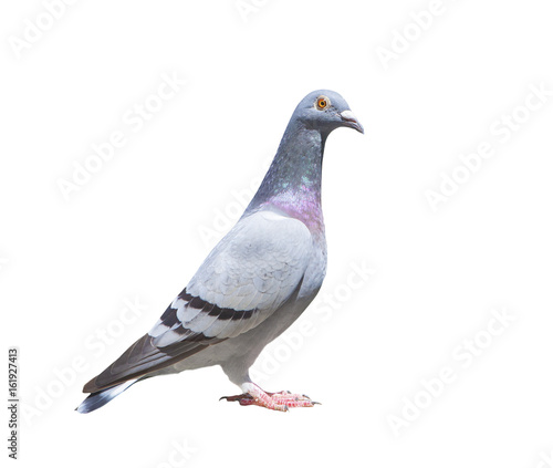 close up full body of speed racing pigeon bird isolated white background
