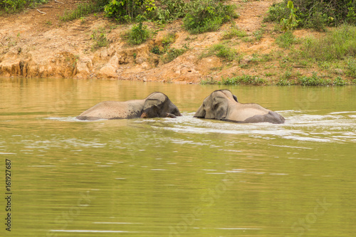 Wild elephant playing water Kuiburi National Park, Thailand