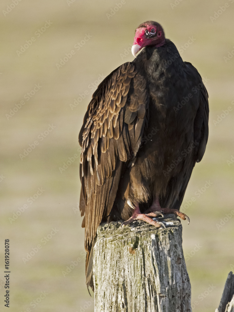 Turkey Vulture